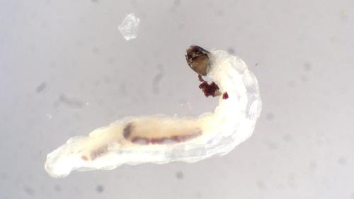Corynoptera sp.